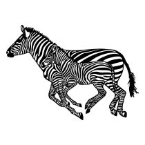 WALLXPERT Zidna dekoracija Zebras